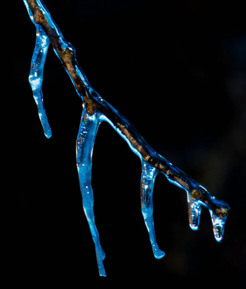 Frozen Elegance: A Translucent Blue Ice Branch Captured in Nature's Embrace
