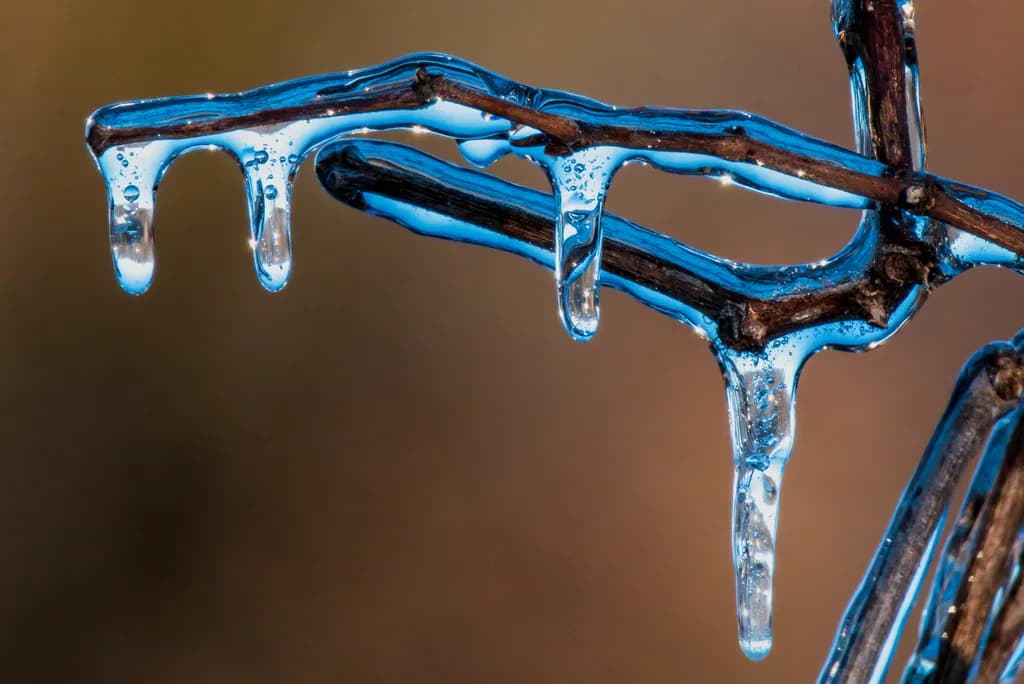 Frozen Elegance: Nature's Icicle Symphony on Twisted Branches