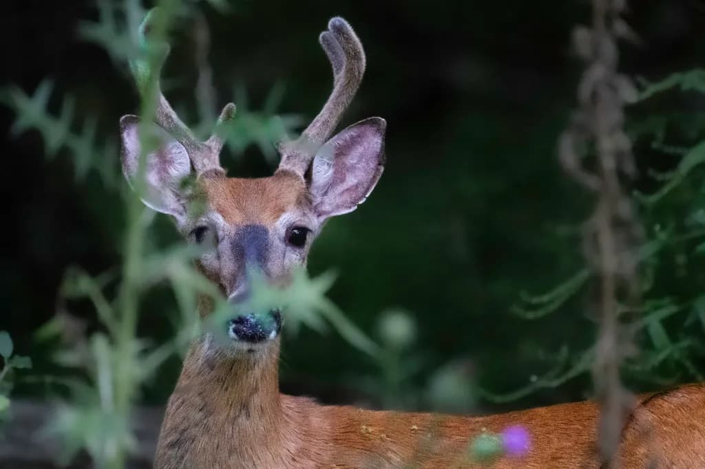 Whispers of the Forest: A Serene Encounter with Nature's Majesty
