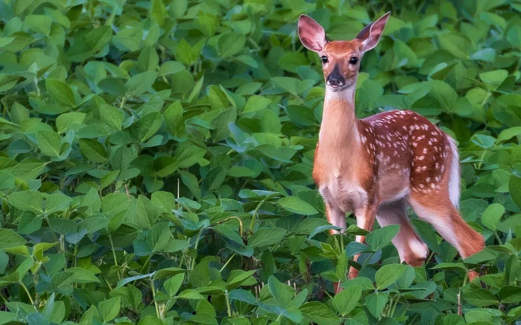 Spotted Fawn