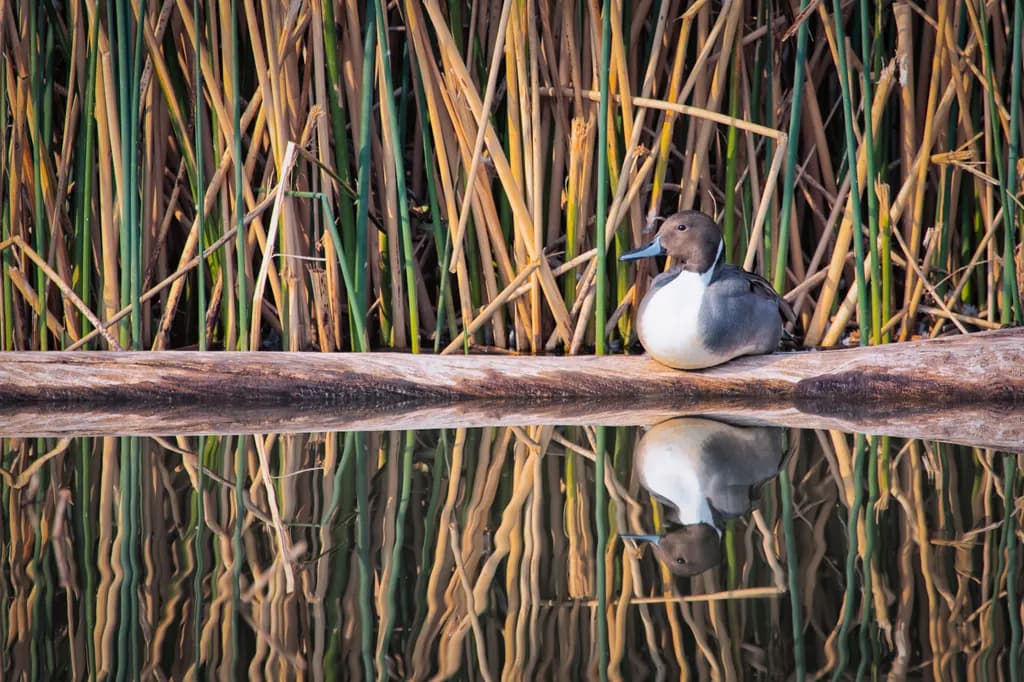 Serenity in Reflection: A Tranquil Duck Amidst Nature's Palette