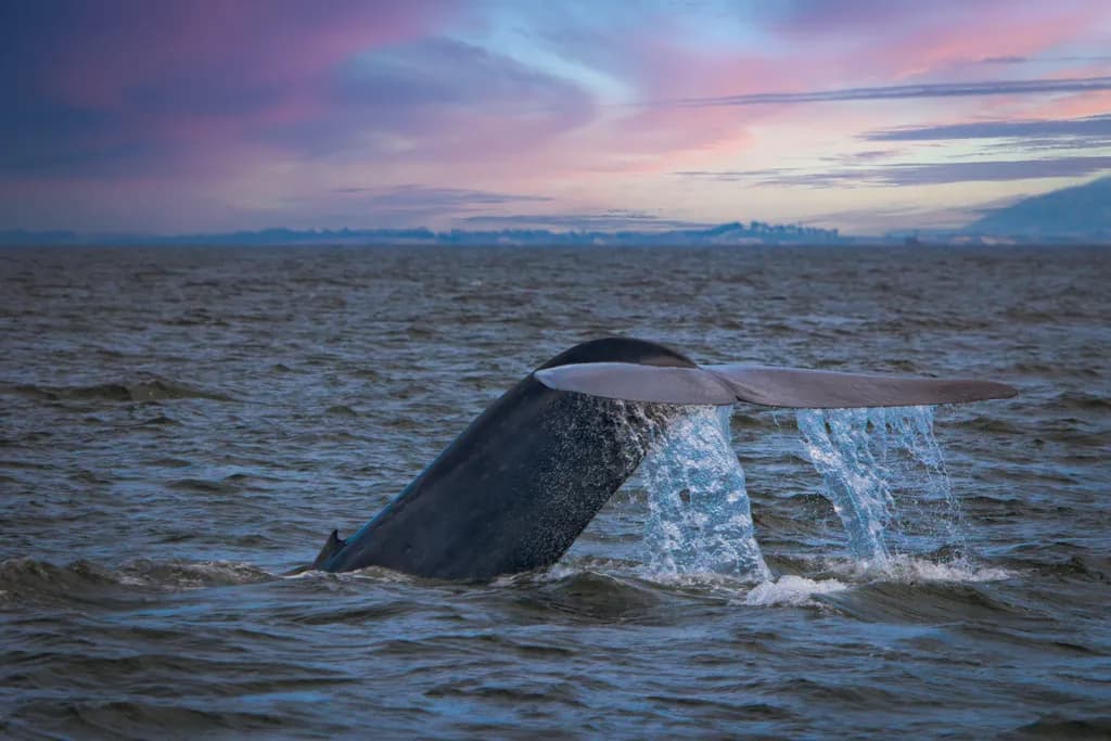 Majestic Dive: The Graceful Tail of a Whale Against a Serene Sunset Sky