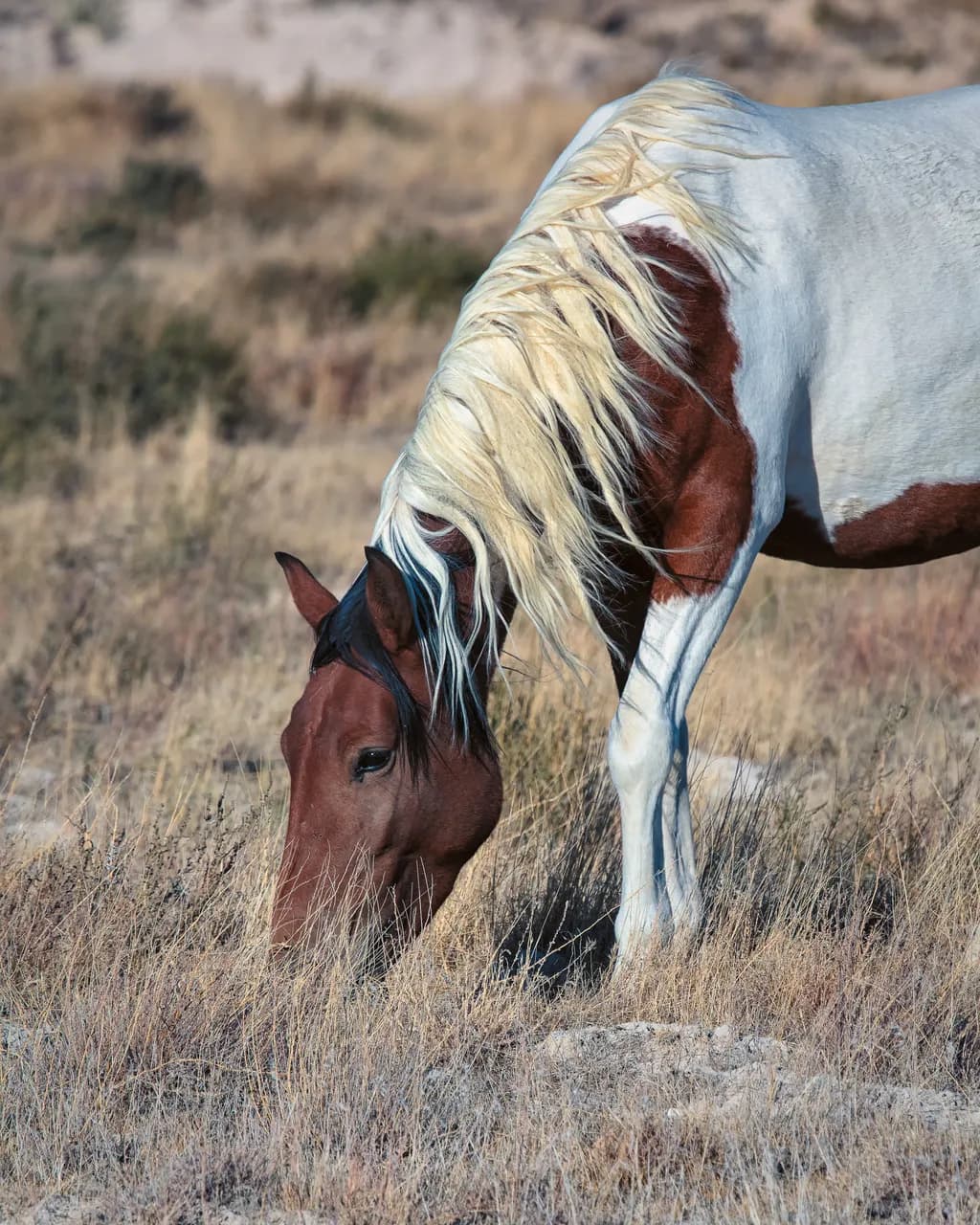 Whispers of the Wild: A Majestic Horse Grazing in Golden Fields