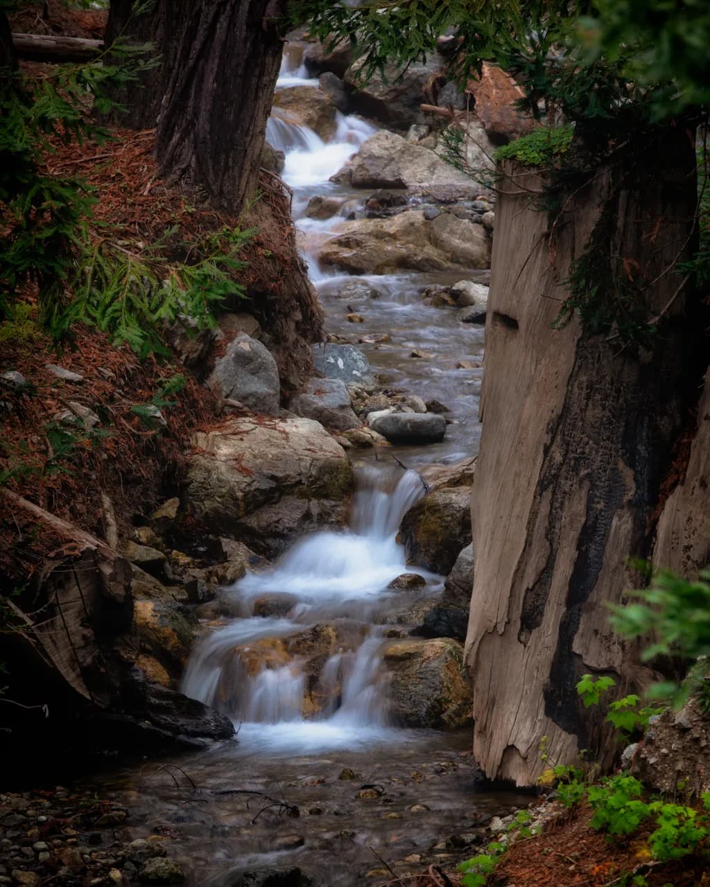 Whispers of the Stream: A Serene Journey Through Nature's Embrace