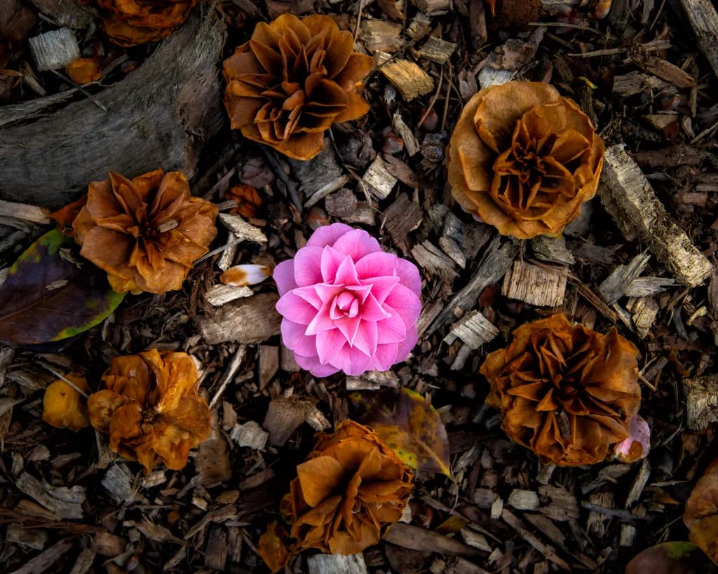 Blossom Amidst Decay: A Pink Flower's Resilience in the Woodland Landscape