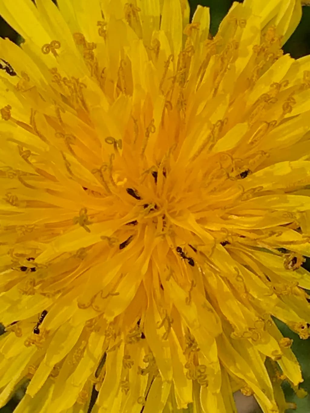 Golden Petals: A Macro Exploration of Nature's Beauty in Yellow Dandelion Blooms