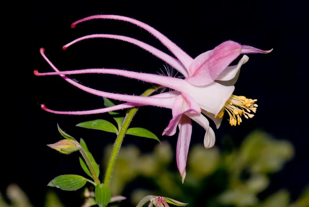Whispers of Nature: The Elegant Columbine Blossom in Bloom