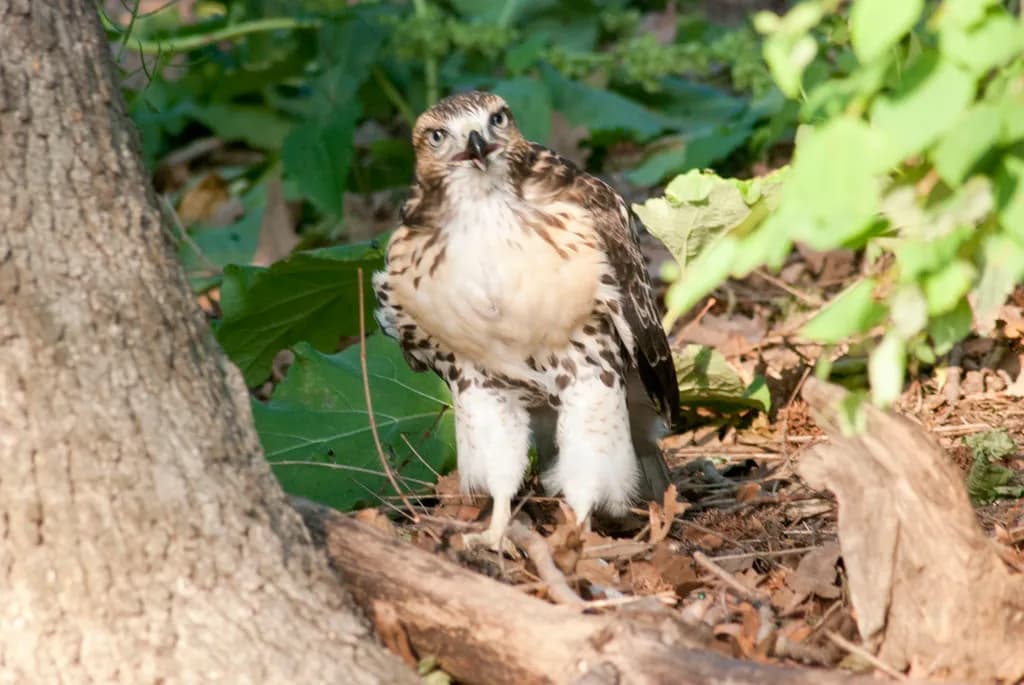 Whimsical Watcher: A Young Hawk's Curious Gaze in Nature's Embrace
