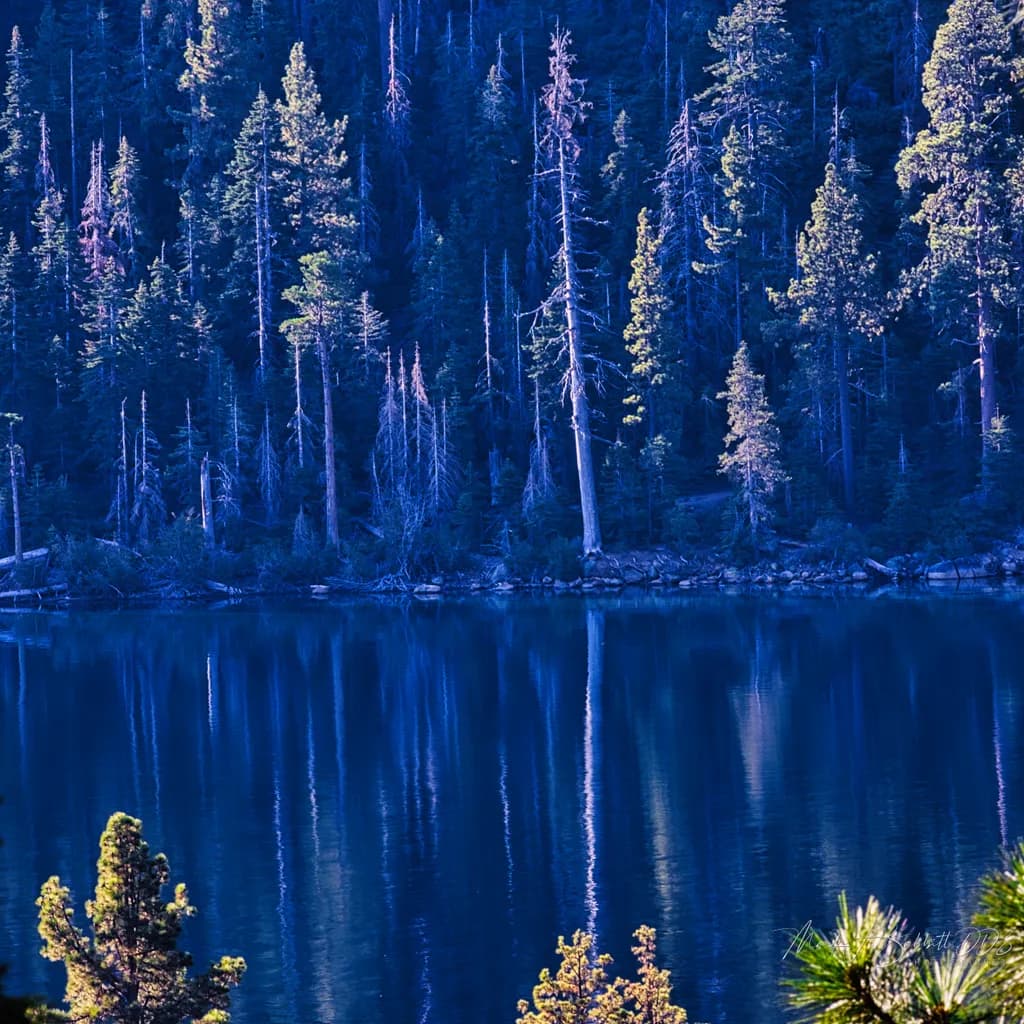 Whispers of Tranquility: A Serene Reflection in the Blue Forest Waters