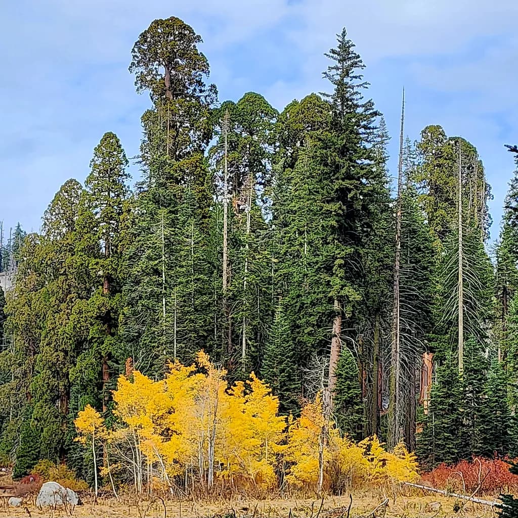 Golden Hues of Autumn: A Serene Forest Embrace Amidst Towering Pines