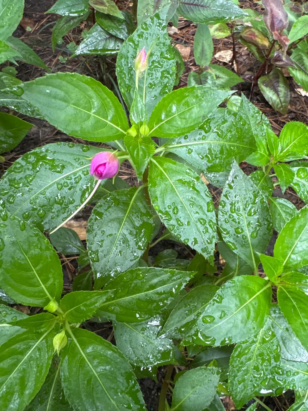 Rainy Day Buds