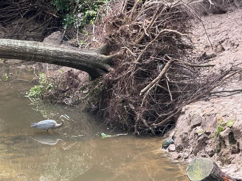 Standoff at the Muddy Bank