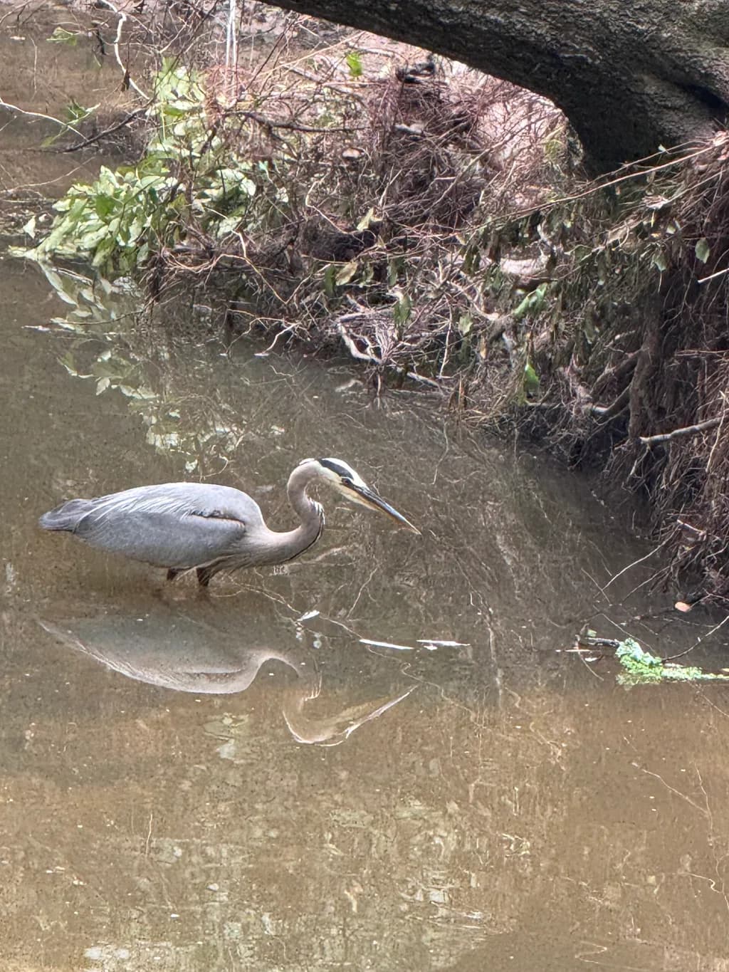 Patiently Fishing