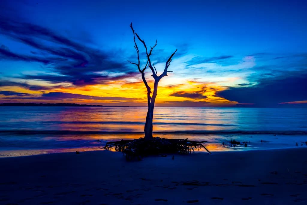 Boneyard Tree Sunset