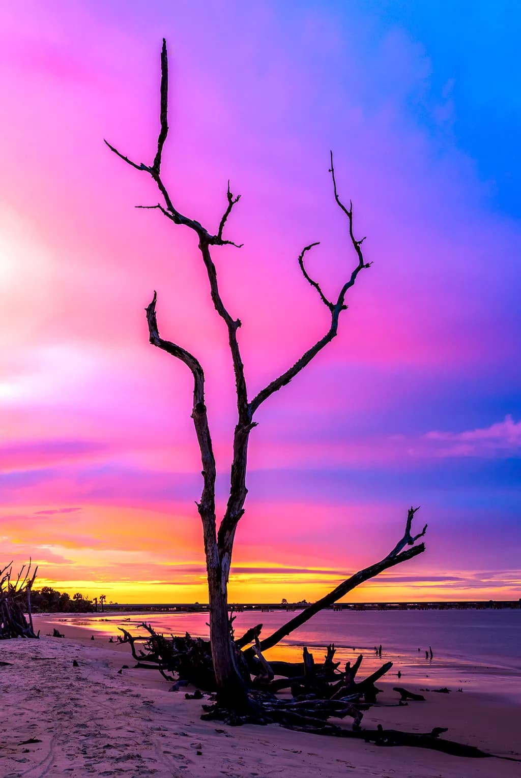 Boneyard Tree Sunset