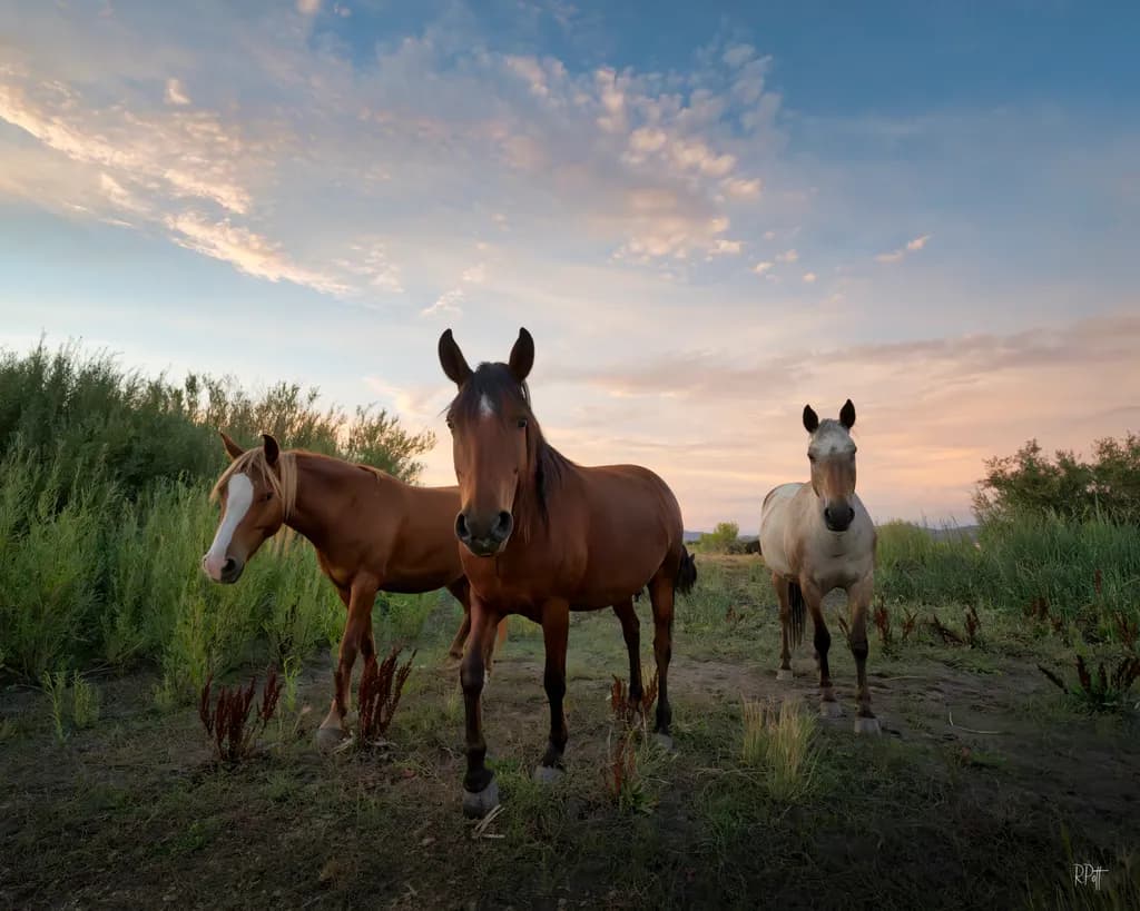 Harmonious Trio: A Serene Encounter with Nature's Grace