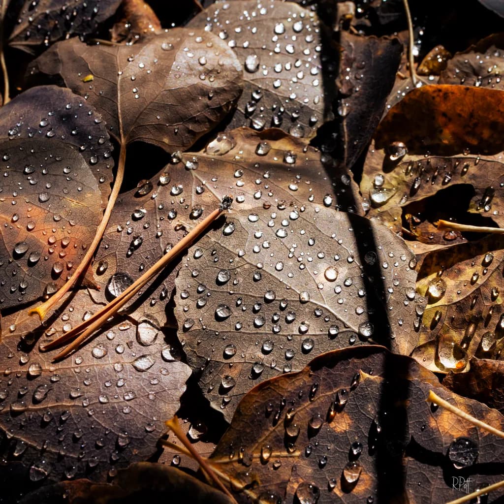 Whispers of Nature: Raindrops on Autumn Leaves