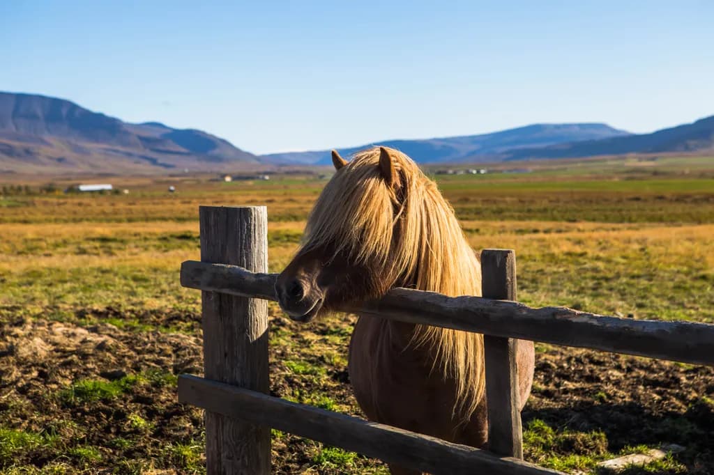 Whispers of the Wild: A Serene Icelandic Horse Embracing Nature's Beauty ❤️✨
