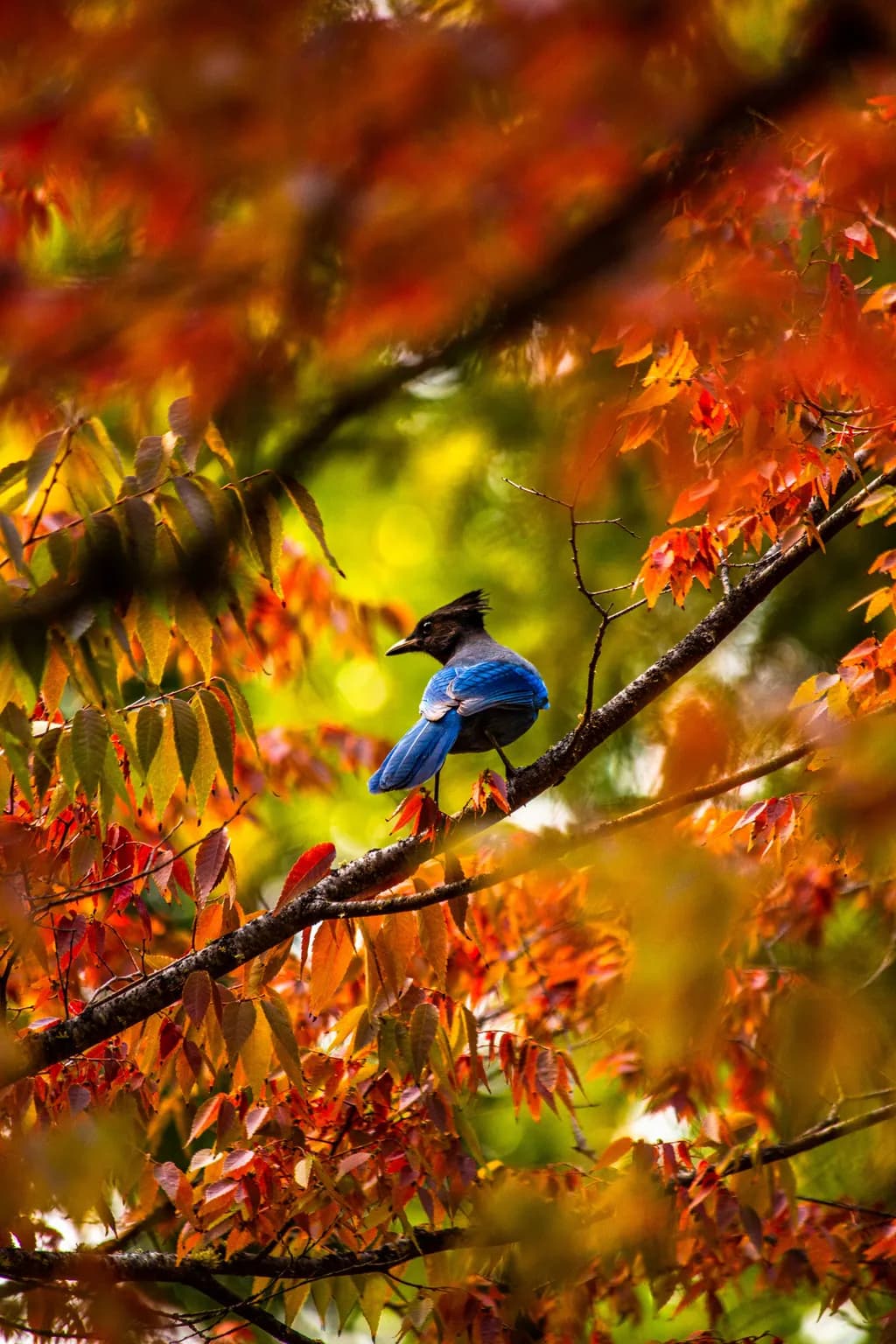 Autumn's Embrace: A Colorful Dance of Nature and Spirit with the Blue Jay