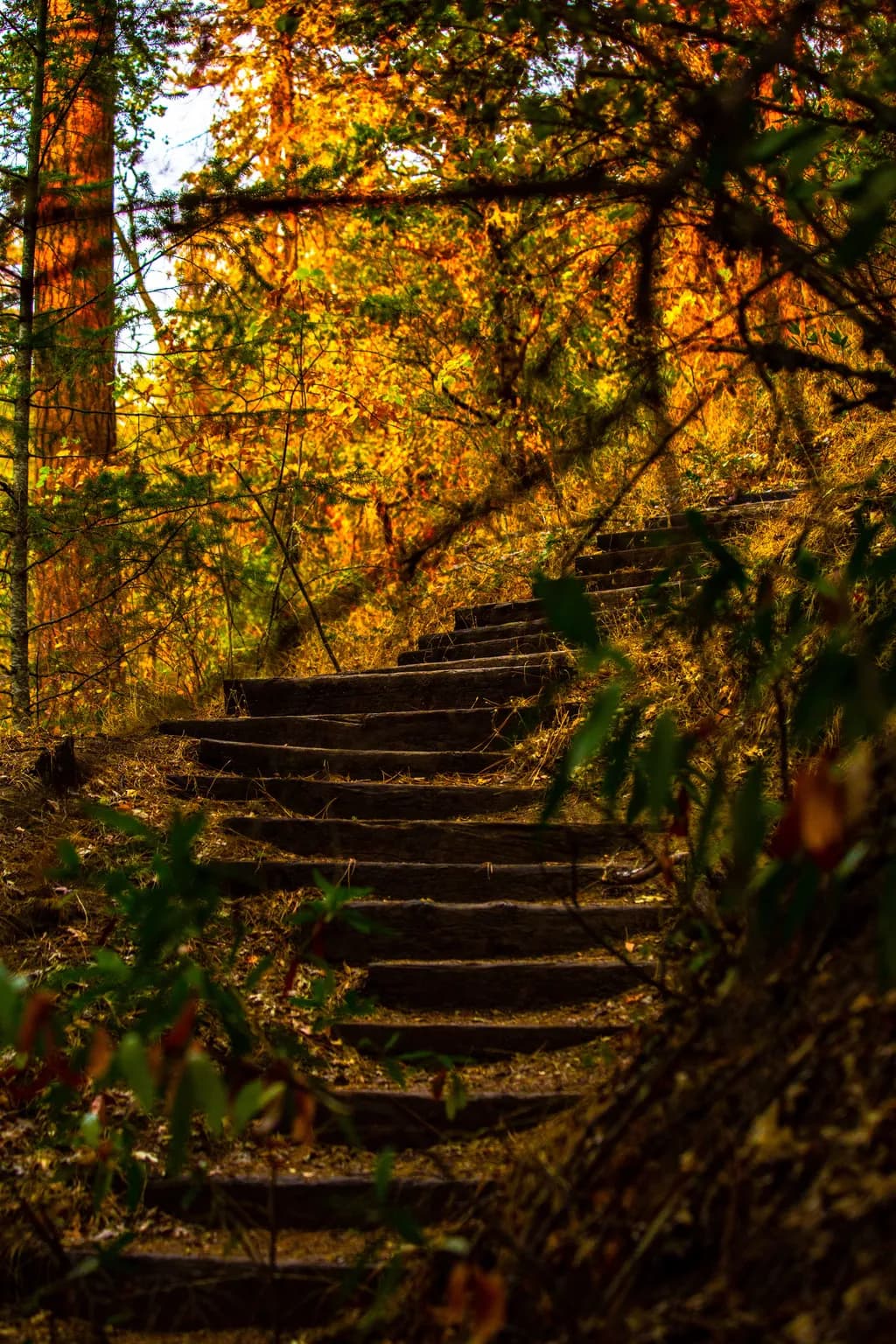 Whispers of Autumn: A Tranquil Journey Through Nature's Golden Stairs