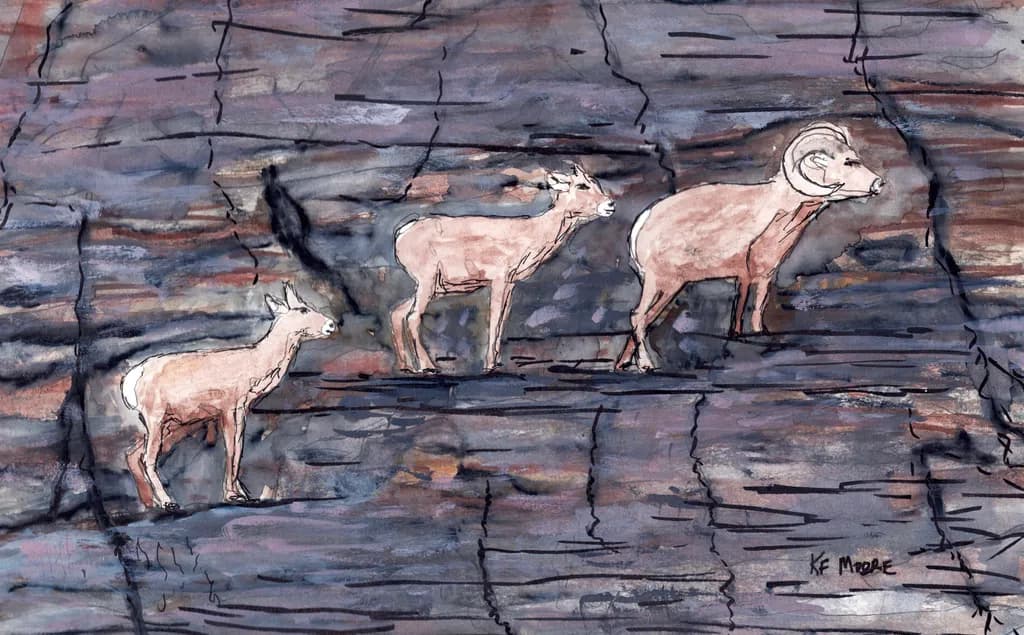 Counting Big Horn Sheep Grand Canyon
