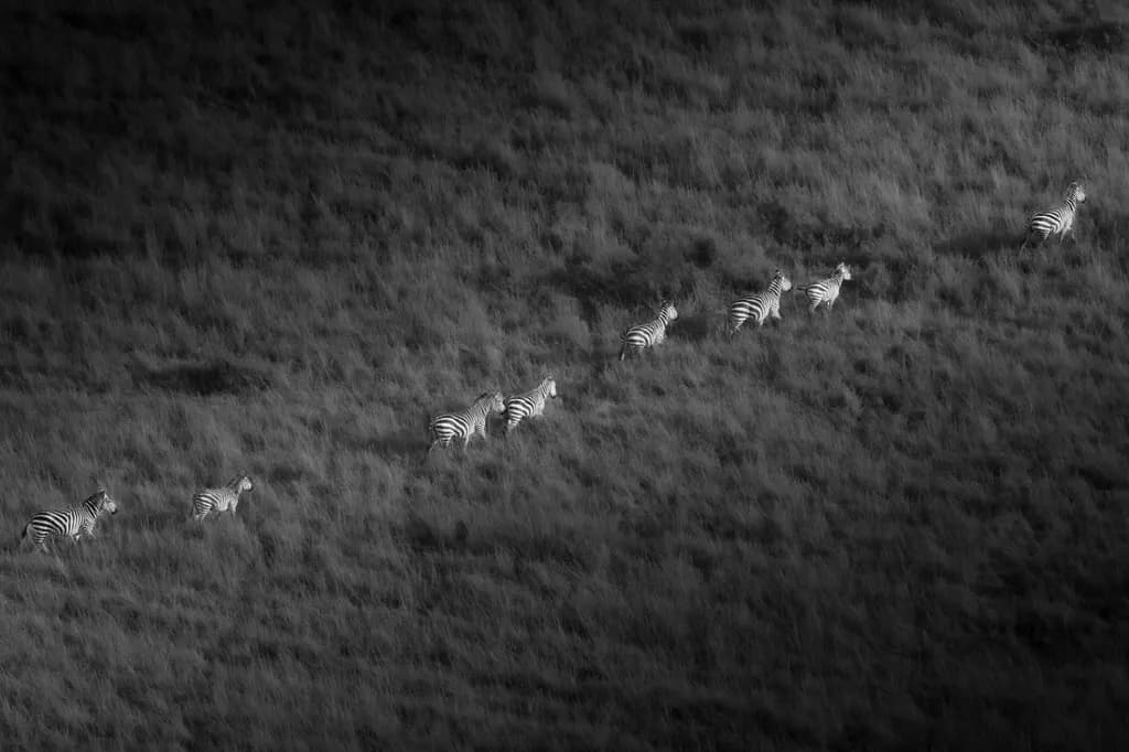 Whispers of the Wild: A Monochrome Journey with Zebras in Motion