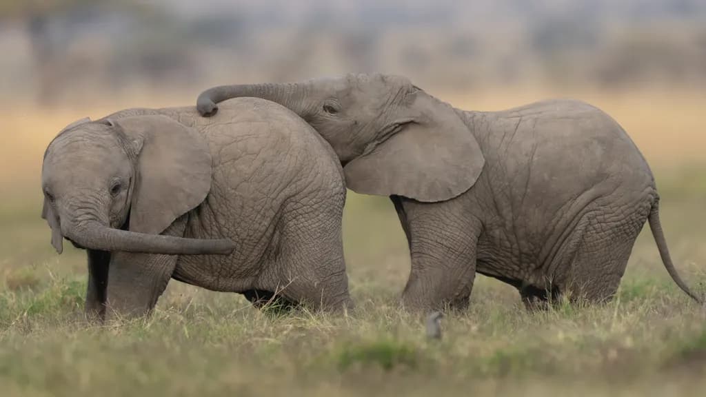Joyful Elephants in Playful Harmony: A Heartwarming Encounter in the Grasslands