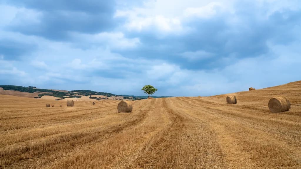 Tuscany Field