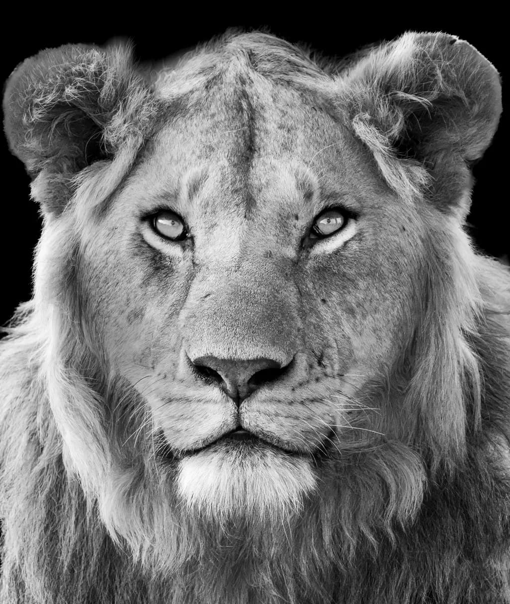 Regal Gaze