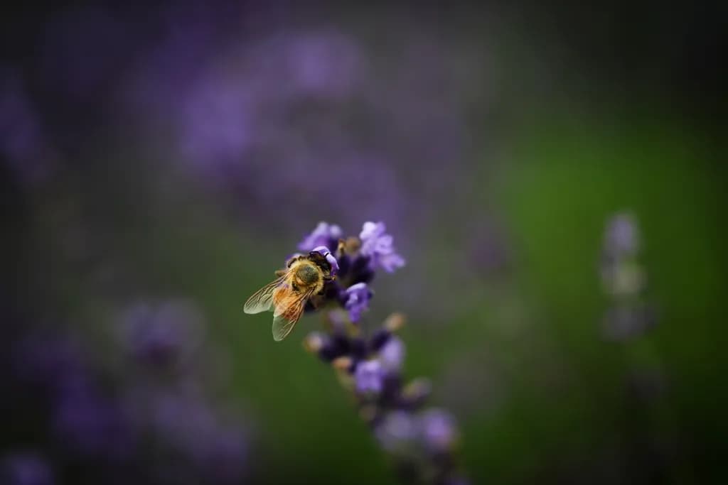 Whispers of Nature: A Bee's Dance Among Purple Blooms