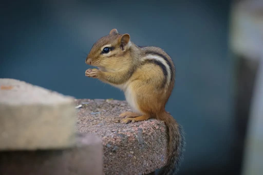 Whiskers and Wonder: A Chipmunk's Moment of Reflection