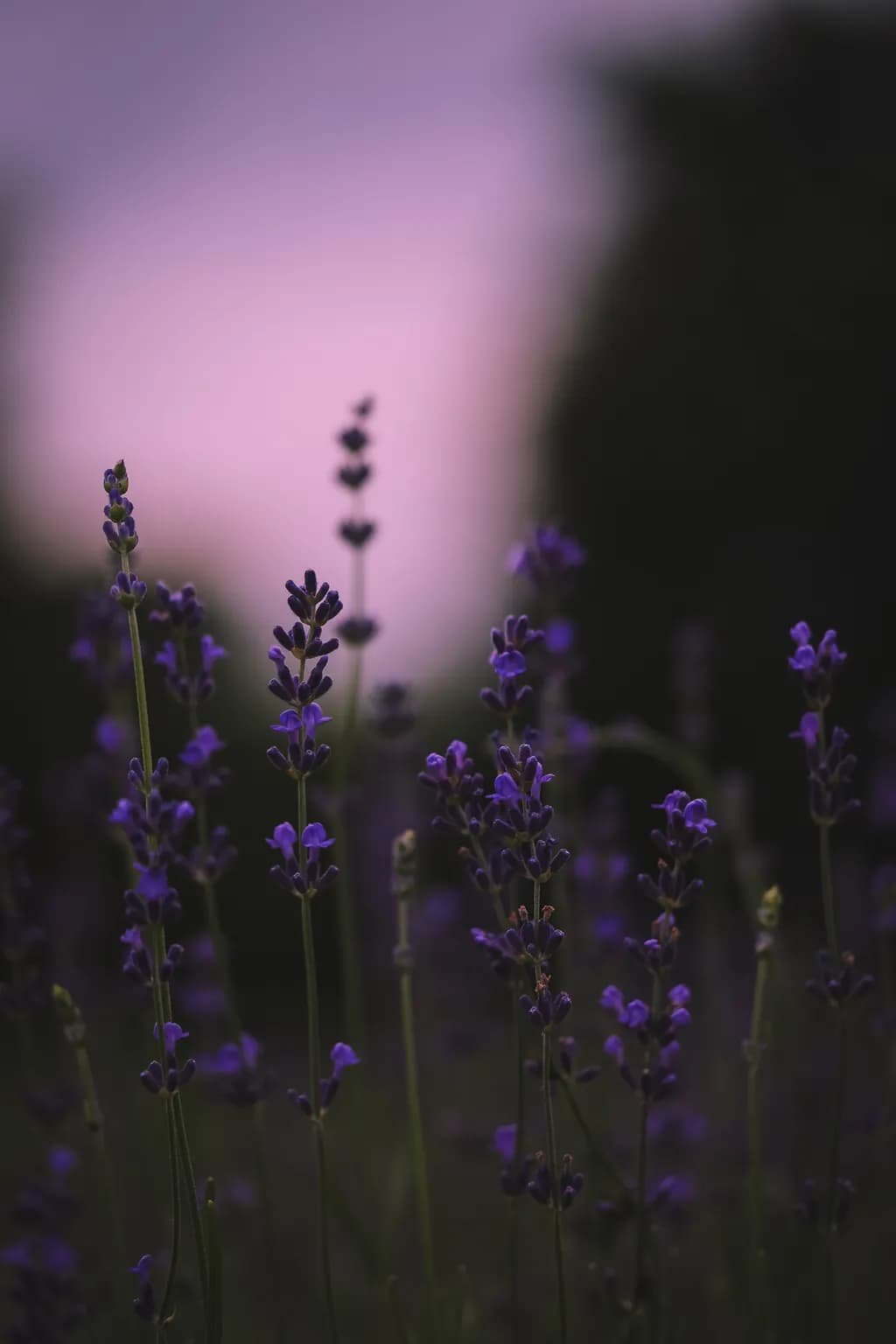Whispers of Lavender: A Serene Evening Embrace in Nature's Palette