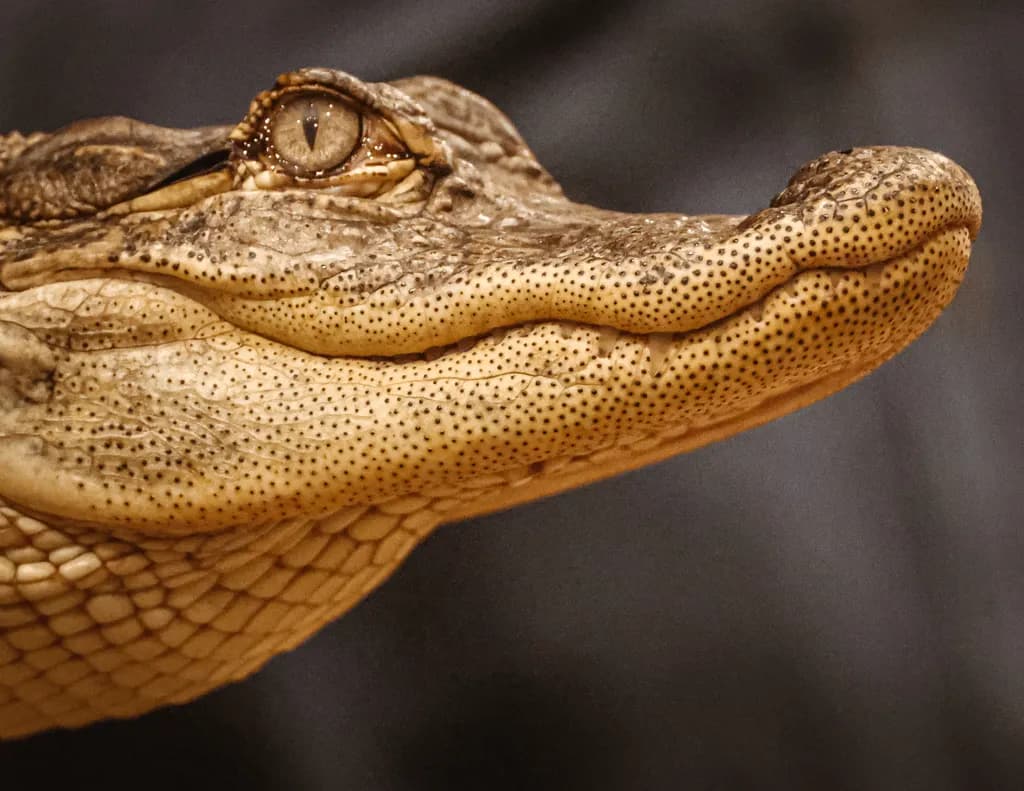 Crocodile Close-Up