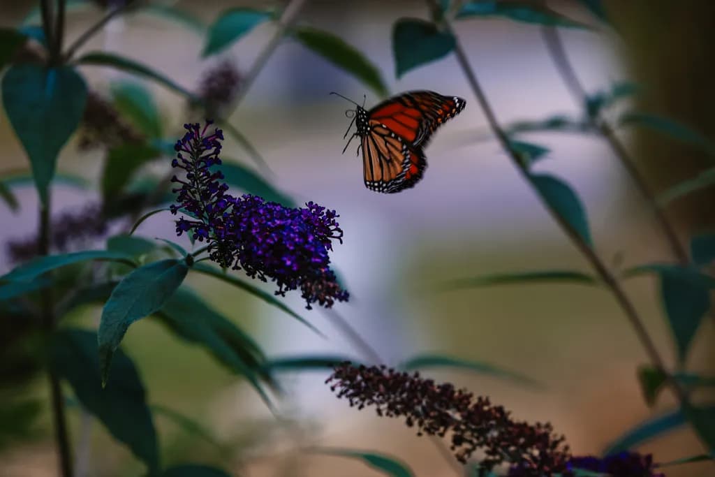 Monarch in Flight