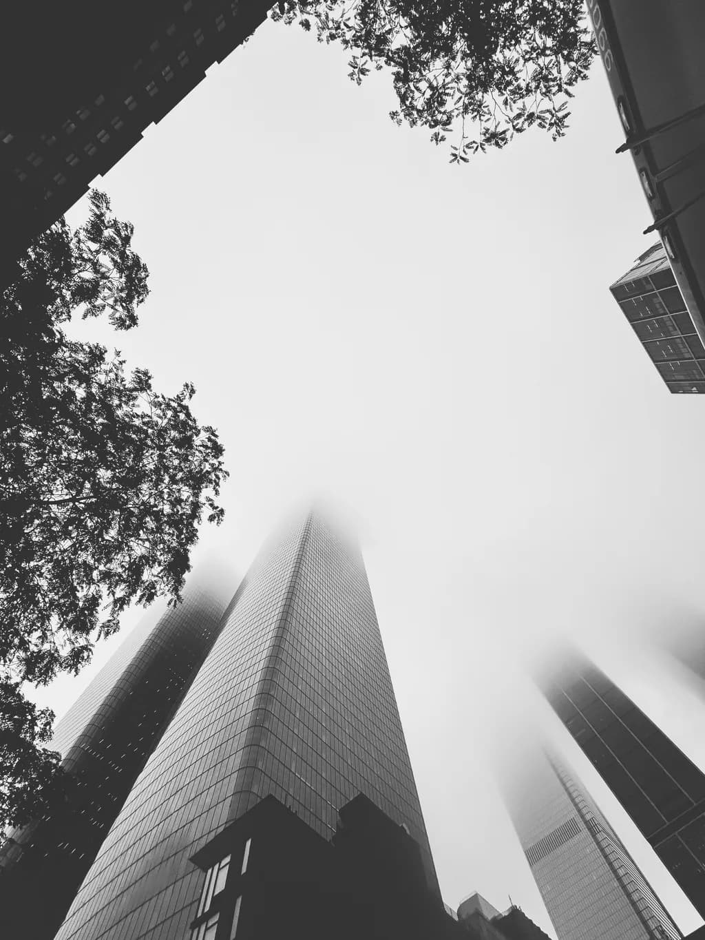 Into the Mist