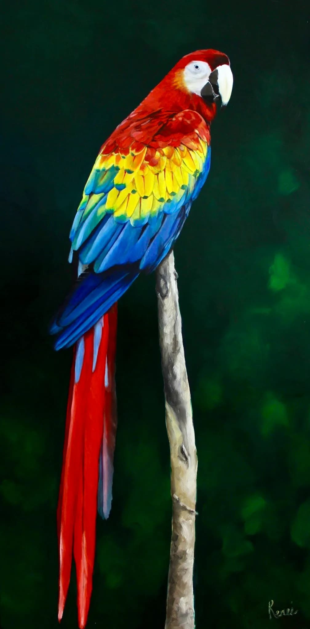 Vibrant Parrot Majesty: A Colorful Celebration of Nature's Feathers