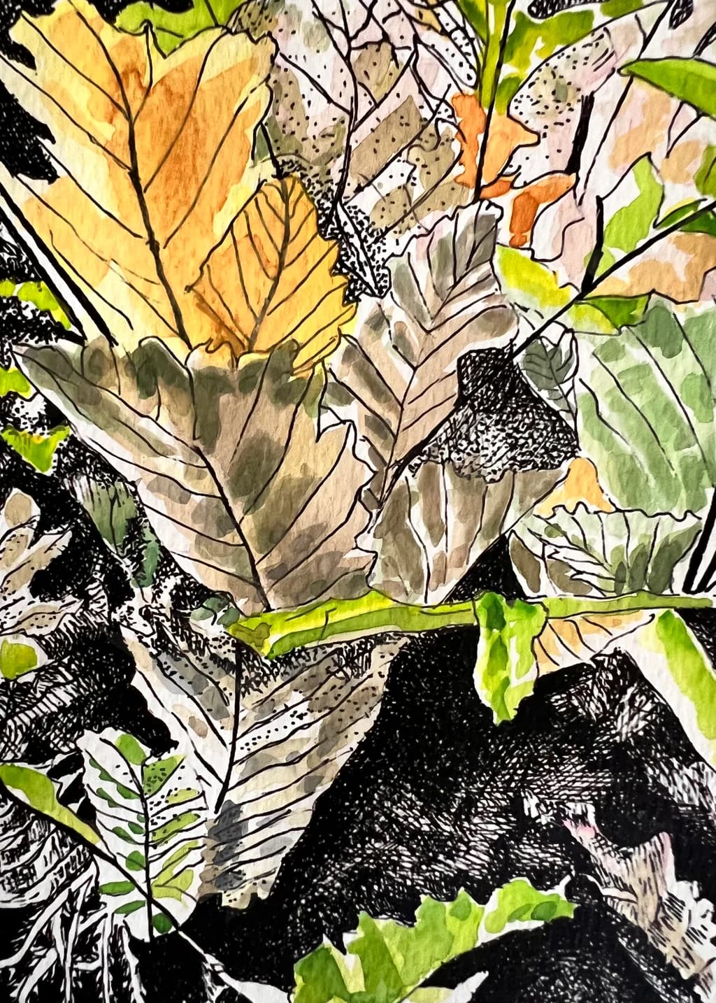 Ferns