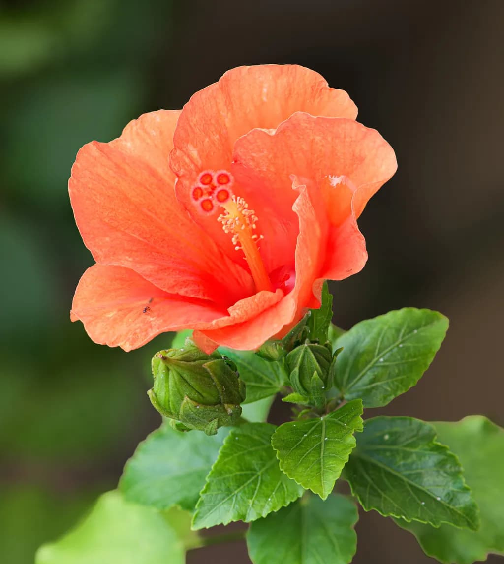 Vibrant Hibiscus Blossom: A Celebration of Nature's Elegance