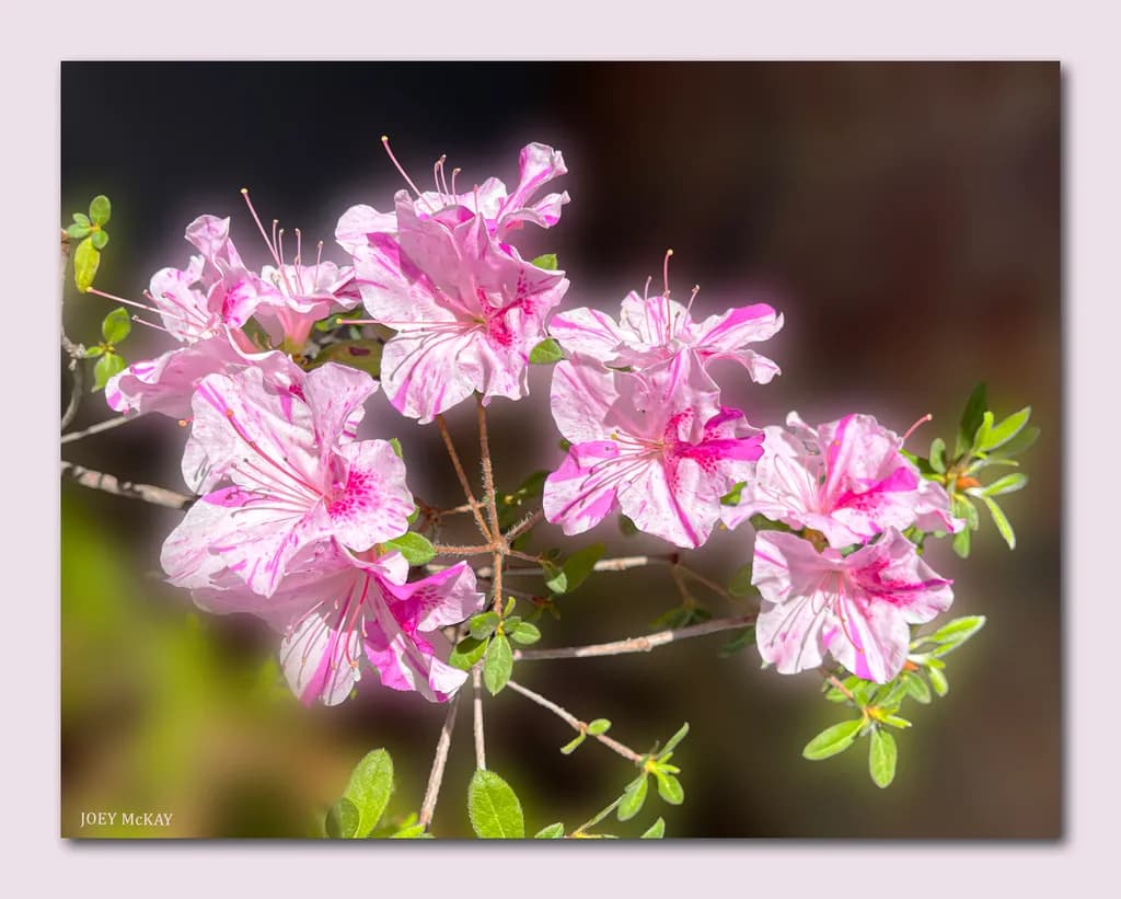 Whispers of Spring: Delicate Azaleas in Bloom