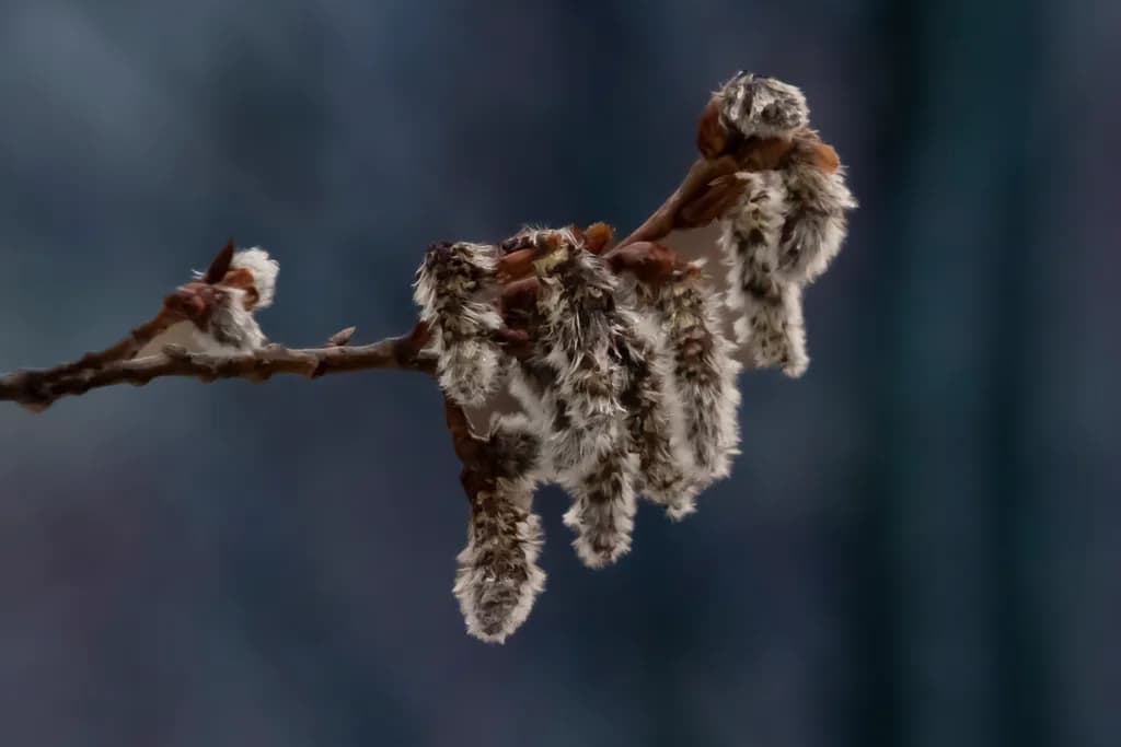 Whispers of Nature: A Macro Exploration of Softness and Texture in Branches
