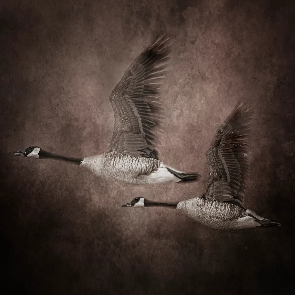 Soaring Geese