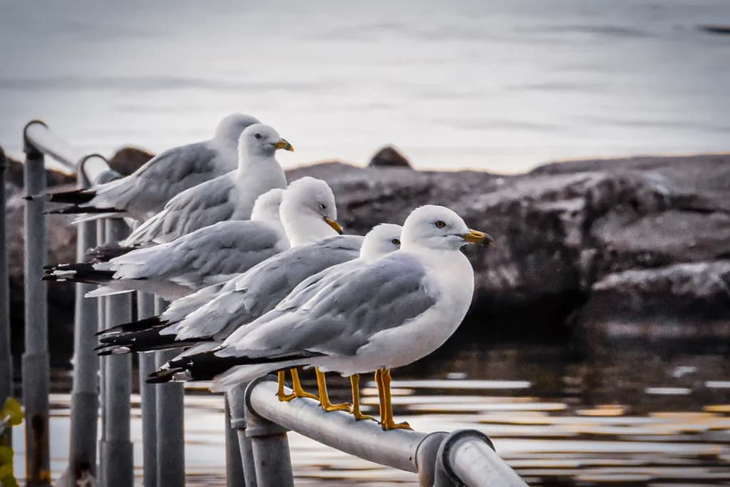 Gulls Lined Up