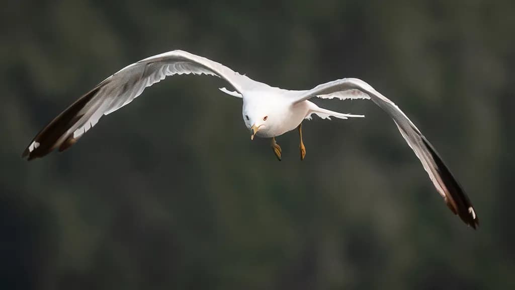 Gull Dive