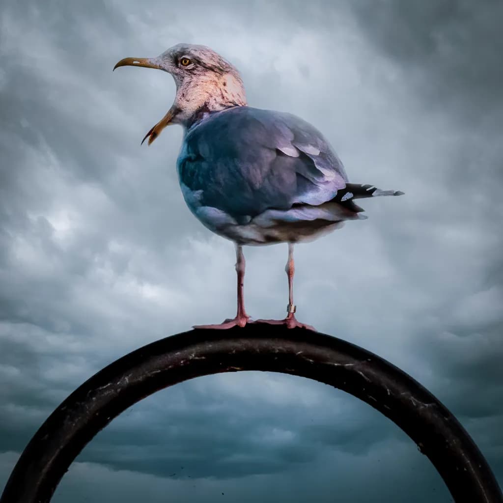 Gull on a Pole