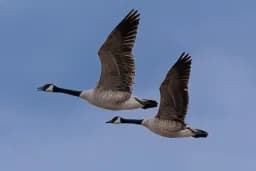 Geese Flying