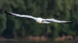 Gliding Gull