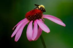 Coneflower Pollinator