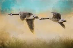 Flying Geese
