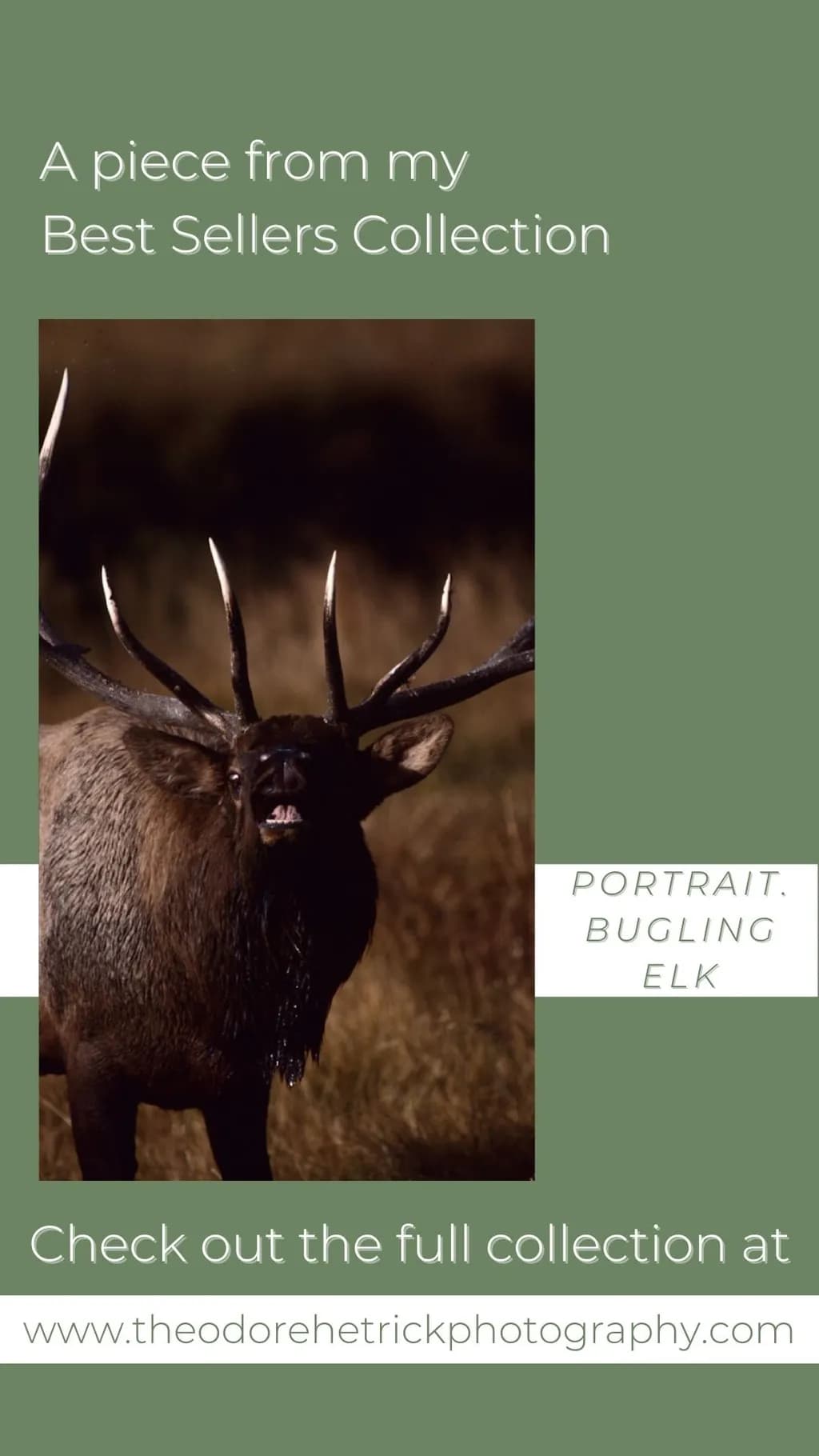 Majestic Bugle: A Portrait of the Elk in Nature's Embrace