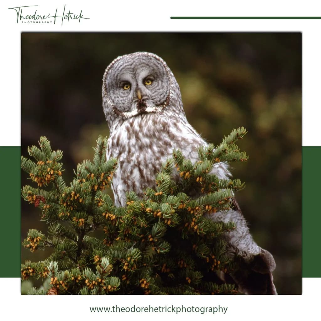 Majestic Guardian of the Forest: A Striking Owl in Nature's Embrace